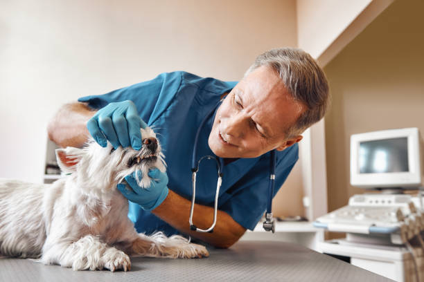 Best Urgent Care for Lost Fillings or Crowns in Highlands, TX